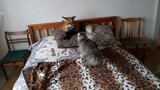 На лиса Яшу нападает кот