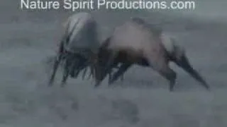 Bull Elk fight, Epic battle.