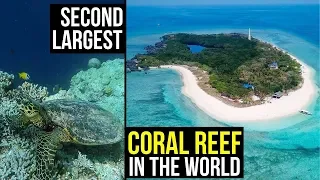 Apo Reef The Second Largest Coral Reef System in The World