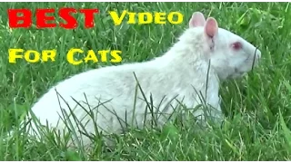 BEST Videos For Cats to Watch , Birds, Squirrels, Rabbits, Chipmunks, Pigeons,