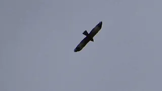 Western Marsh Harrier (Circus aeruginosus)