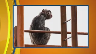 Indianapolis Zoo grand opening of Chimpanzee Complex | ciLiving