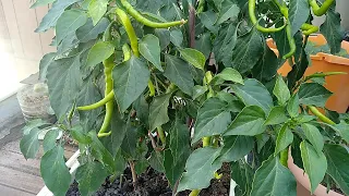 Pepper Cultivation with All Stages from Seed Sowing to Harvest. Growing Peppers in Flowerpots.