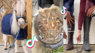 The Best HORSE TikTok Compilation #36