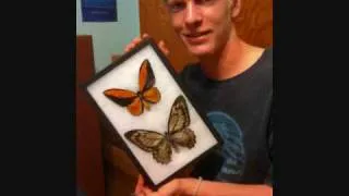 Riker Mounting Butterfly Specimens