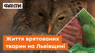 🦊 Понад 170 тварин стали переселенцями. Запорізький зоопарк евакуювався на Львівщину
