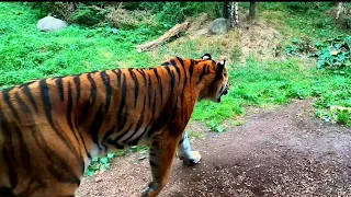 Dublin Zoo Tour😍 | A Day In Dublin Zoo Park | Dublin Zoo Virtual Tour |