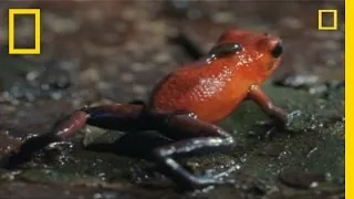 Animal Summer Games: Tadpole Relay | National Geographic