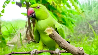 Single Parrot Enjoy The Life View - Birds Life