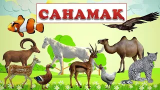 САНАМАҚ. САНАМАК. 10-ҒА ДЕЙІН САНАУ. ҚАЗАҚША САНАМАҚ. САНДАР.