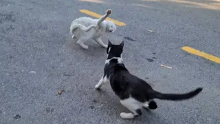 Other cats, who can't stand the Angry White Cat, make a deal and beat her mercilessly.