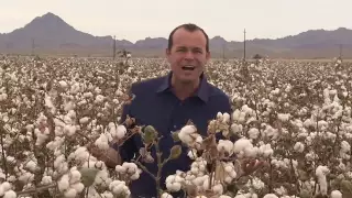 California Cotton Harvest