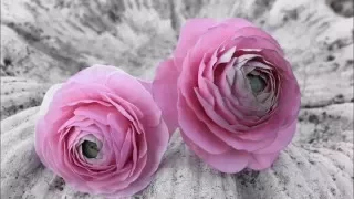 Ranuncula Sugar Flower Tutorial