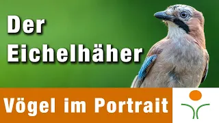 Vögel im Portrait 12 - Der Eichelhäher