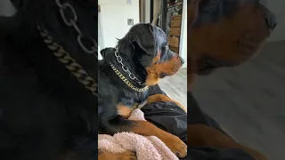 Rottweiler Puppy Loves His Dad