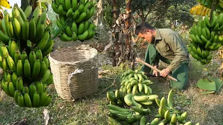 Harvest bananas,  bring them to the market to buy ducklings to raise, survival,Free forest CT |Ep 3