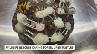 Michigan wildlife rescues overwhelmed with injured turtles during nesting season