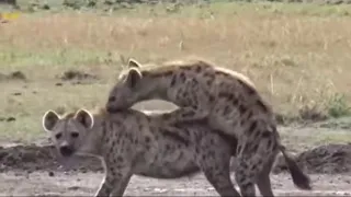 Hyena Mating at Zone 7    Ranthambore480P