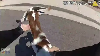 Bodycam: Glendale (AZ) police officers wrangle runaway goats