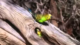 BBC documentary 2014 The Wild Bush Budgie Nature Documentary