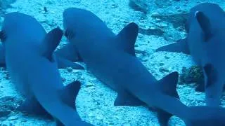White tip reef sharks/Белоперые рифовые акулы.AVI