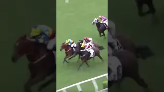 OH MY 🤯 Have you ever seen a photo finish between FOUR horses!? Who won? 👀 🎥 HKJC_Racing