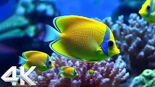 Beautiful Coral Reef Fish 4K(ULTRA HD) - Relaxing Music - Coral Reefs, Fish and Colorful Sea Life
