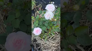 Роза АСПИРИН (флорибунда)первогодка от П.Козловой20.09.23 #дача #цветы #сад #розы #сортароз #роза