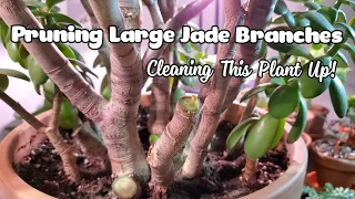 Pruning My Large Jade | Cleaning Up Some Bending Branches