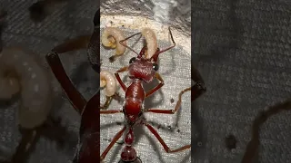 Giant Red Bull Ant Update!