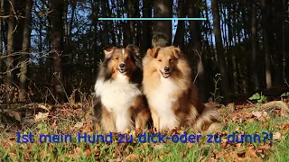 VDH Shelties vom Ponyhügel: Ist mein Hund zu dick-oder zu dünn?!