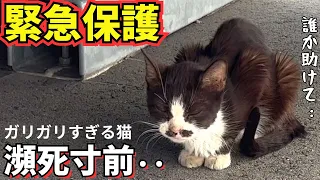 【緊急保護】1.8キロしかない猫が最後の力を振り絞って助けを求めてきた