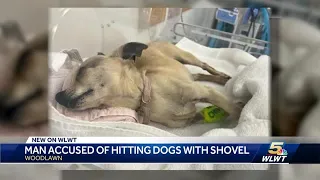 Man accused of attacking dogs with shovel in Woodlawn appears in court