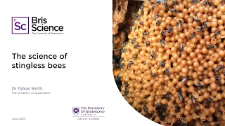 BrisScience (June 2020): The science of stingless bees