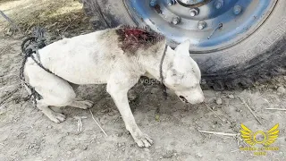 Help poor dog was in pain and very aggressive, very skilled and know how to escape human.