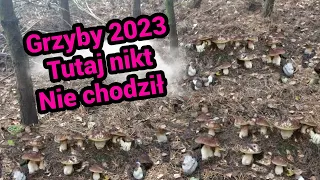 Grzyby 2023 - Piękne Borowiki, Prawdziwki i inne grzybki. Ale miejscówka! Szok