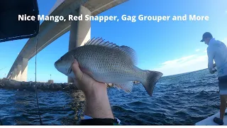 Nice Mangrove Snapper and Gag Grouper in Tampa bay Shipping Channel plus offshore fishing