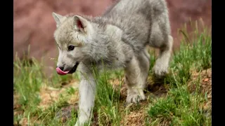 Аудиосказка «Приключения волчонка» #Детям о животных