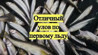 Отличный улов по первому льду