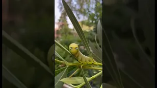 Чудовище😃 Бражник олеандровый.