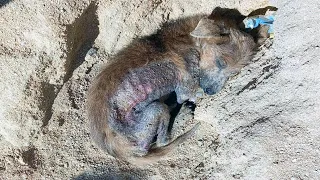 He was abandoned on the street without food or water! The dying puppy quietly fell asleep...