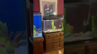 How fast my pet bass grew!!! (gus_the_bass)