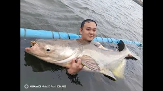 Rod Breaks ! Giant Mekong Catfish Fishing Thailand 2024- BKKGUY