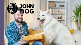 Jak nauczyć psa wycierania łap - TRENING PSA - John Dog