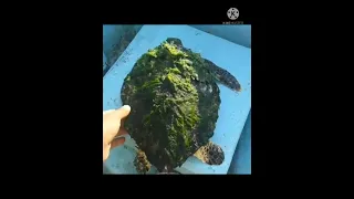 Cleaning barnacles off turtles