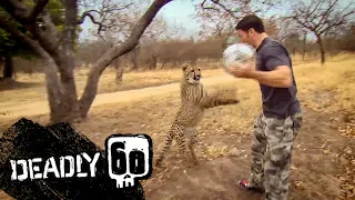 Cheetahs play football | Deadly 60 | BBC Earth Kids