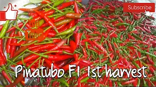 Pinatubo F1 hot sili harvesting