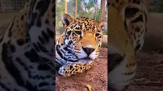 Up Close & Personal with a JAGUAR! Amazing BIG CAT