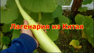 Лагенария из Китая/Посудная тыква.