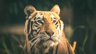 Ultimate African Wildlife 8K ULTRA HD /8K TV| 8K Colourful Wildlife Animals Collection-NATURE SOUNDS